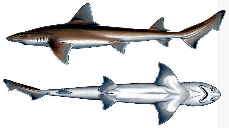 Mustelus mustelus_07.jpg